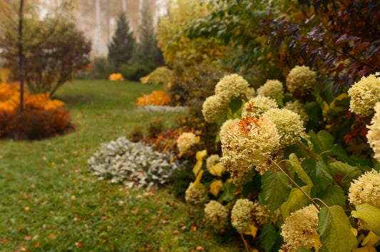 FALL Hydrangea Care Tips