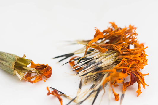 Collecting Marigold Seeds